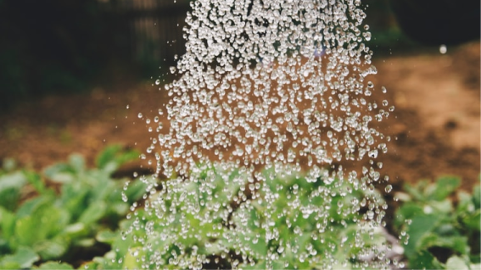 NW Watering